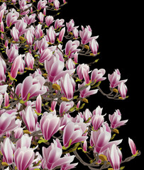 Des fleurs de magnolia qui s'ouvrent sur les branches de l'arbre sur un fond noir. 