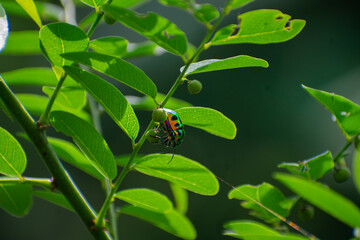 Scutelleridae is a family of true bugs. They are commonly known as jewel bugs or metallic shield bugs due to their often brilliant coloration.