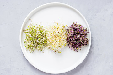 Flat lay top view of microgreens assortment on gray concrete background. Fresh alfalfa sprouts, broccoli flower buds, coral buds, mixed garnish. Healthy lifestyle. Growing sprouts. Green living