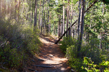 Forest landscape. A path among pines and shrubs on a sunny summer day.