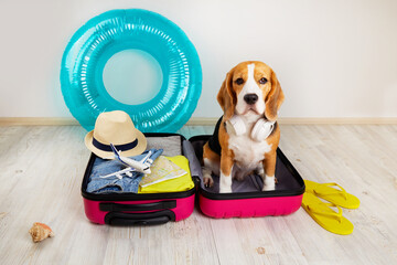A beagle dog sits in a suitcase with things for a summer vacation at sea. Summer travel,...