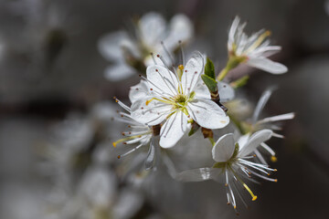 cherry blossoms close-up in spring in Provence