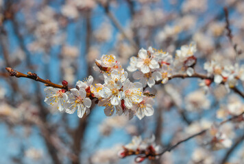 Nature in spring. A branch with beautiful white spring apricot flowers on a tree. A natural scene with a blooming apricot on the background of flowering, selective focus. Blooming background.