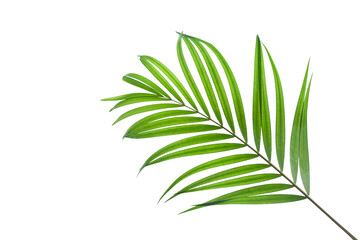 tropical palm leaf isolated on white background, coconut leaves for summer background	
