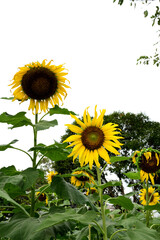 Common sunflower