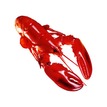 Lobster
