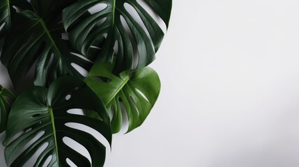 monstera Minimalism white Background with empty Copy Space generative ai