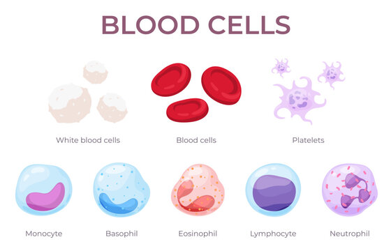 Blood cells. The circulatory system is its components. Red blood cells, white blood cells, platelets, lymphocytes in cartoon style. Vector illustration