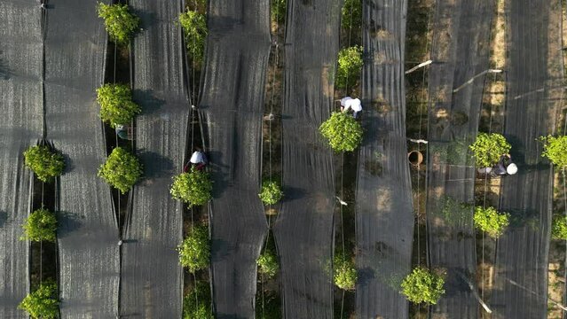 Aerial drone footage above a team who collect on the top of ladders peppers in a farm. La Plantation Kampot is the biggest pepper farm and other spices that we can find in south of Cambodia. 