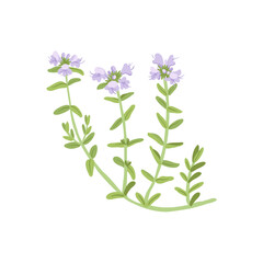 thyme, field flowers, vector drawing wild plants at white background, floral elements, hand drawn botanical illustration