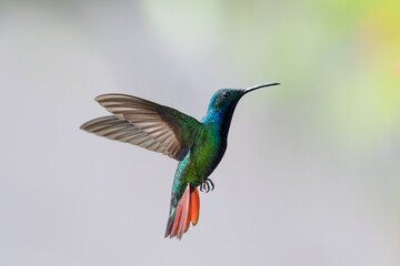 Colorful, Black-throated Mango hummingbird with orange tail hovering against a gray background.