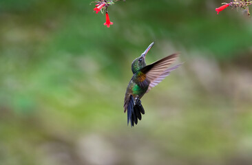 Minimalist scene of a Copper-rumped hummingbird in unique pose flying below flowers