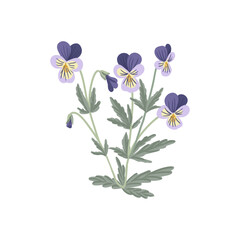 wild pansy, viola tricolor, field flowers, vector drawing flowering plants at white background, floral elements, hand drawn botanical illustration