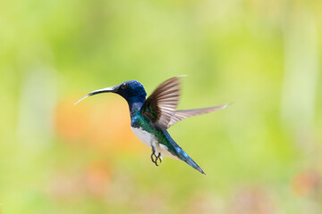 White-necked Jacobin hummingbird with his tongue out hovering in the air.