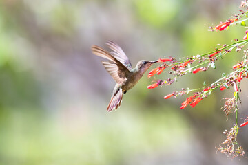 Ruby Topaz hummingbird feeding on red flowers with tail flared and pastel background.