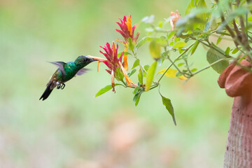 Glittering green hummingbird feeding on a tropical flower in a flower pot in pastel colors.