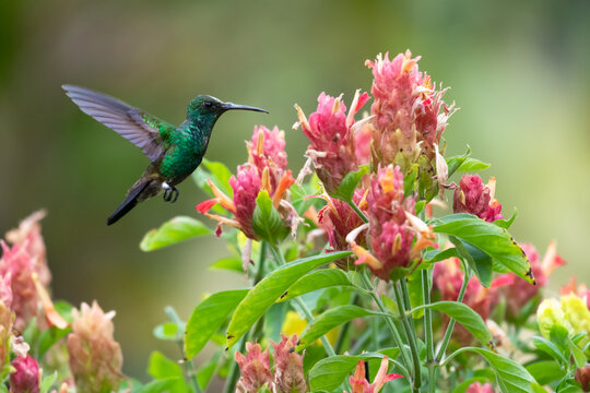 Copper-rumped hummingbird, Amazilia tobaci, flying next to a bouquet of Shrimp plant flowers.