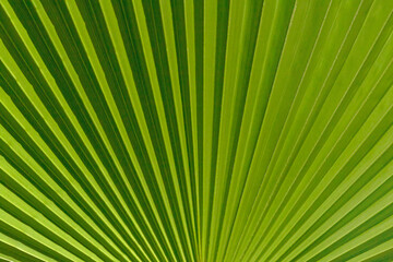 close up of green palm tree leaf