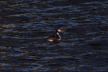 great crested grebe swimming in river