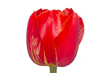 close up of red tulip flower isolated on white