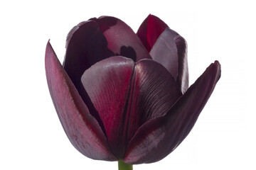 close up of dark violet tulip isolated on white