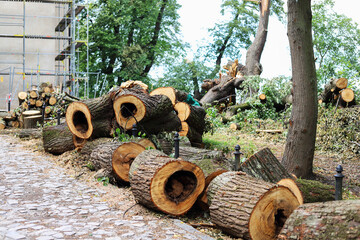 KRAKOW, POLAND - JULY 23, 2022: Six-hundred-year-old trees destroyed in a catastrophic storm.