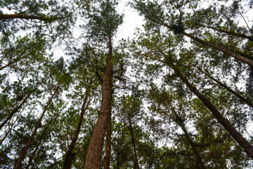 Photos of natural scenery in the form of a fresh forest