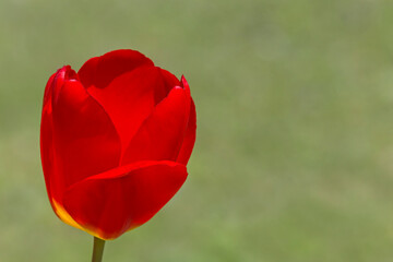 close up of red tulip against green background
