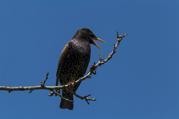 starling singing on branch of tree