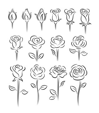 Set of rose flower design elements, elegant minimalistic style. Rosebuds in different stages of opening.