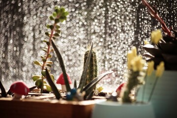 Potted cacti standing in front of raindrops on the glass