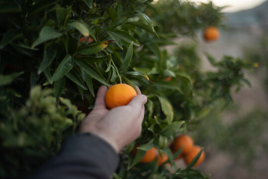 Naranjas