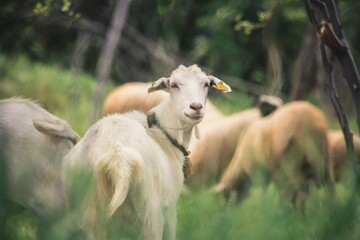 Beautiful white goat
