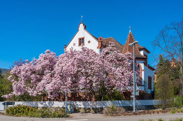 Blühender Magnolienbaum vor historischer Villa in Bad Bergzabern. Region Pfalz im Bundesland Rheinland-Pfalz in Deutschland