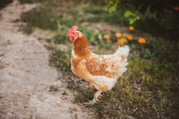 La Gallina Pepita