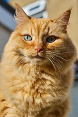 ginger cat with green eyes close-up on a light background