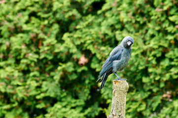 Jackdaw (Corvus monedula) perched on a branch