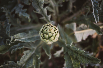 Alcachofa