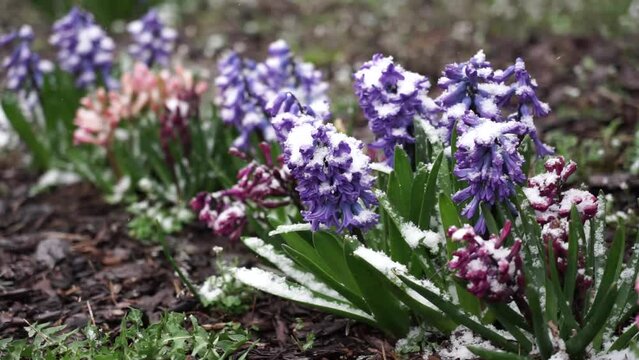Spring flowers in the snow