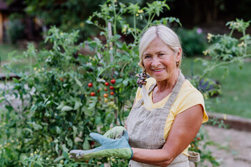 Senior woman taking care of vegetable plants in her garden.