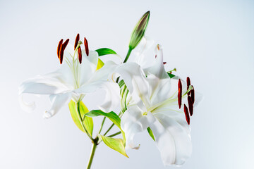 Closeup of blooming lilies with stamens with pollen. Flower pollination. Beautiful white lilies. Flower blossom. Floral background. Selective focus.