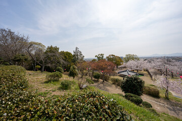 Fototapeta na wymiar 青空に映える満開の桜