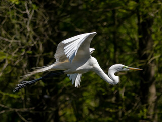 great white egret flying through air