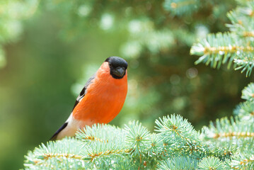 Little bird sitting on fir tree branch. The bullfinch