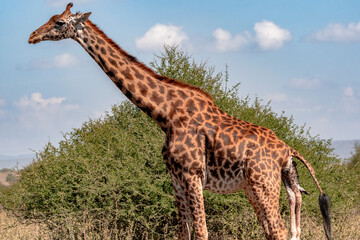 giraffe giving birth
