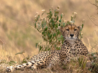 cheetah in the savannah