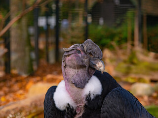 Fototapeta premium portrait andelan condor in the wild