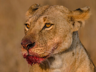 portrait of a lioness