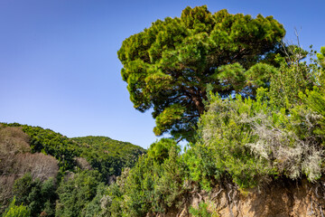 La Palma Island. Cubo de La Galga Trail. Tropical Exotic Landscape of La Palma. Canary Islands, Spain.
