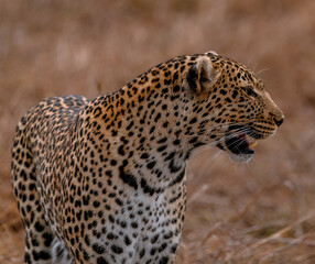 leopard in the tree
